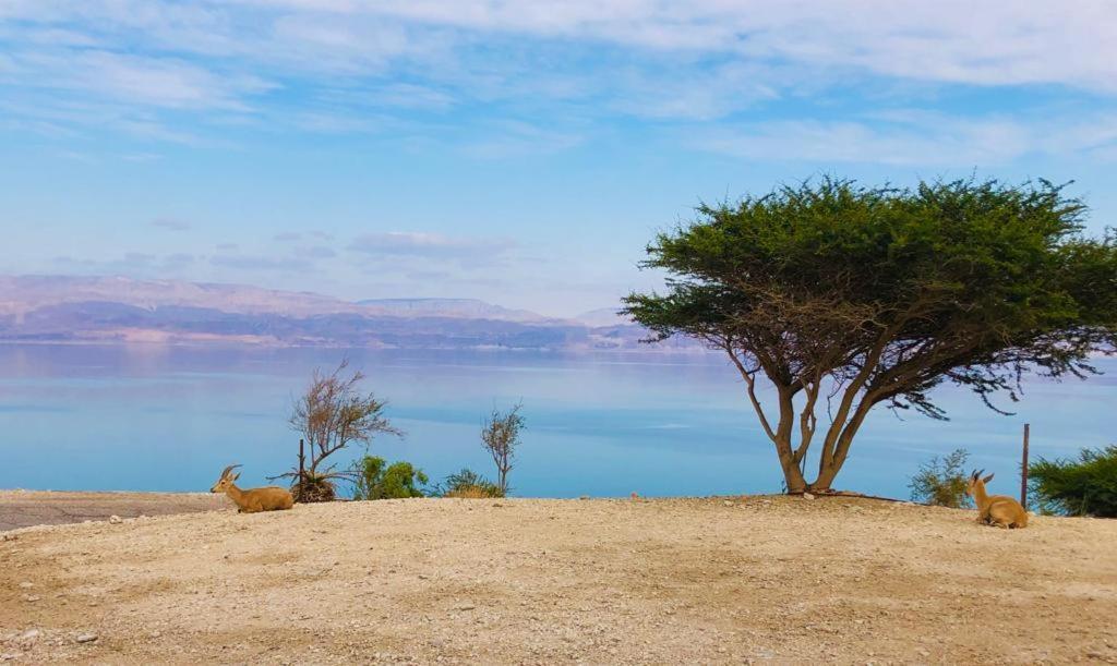 Ein Gedi Caravan By Dory Caravan Kültér fotó